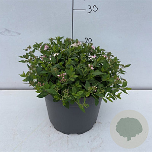 Spiraea jap. 'Little Princess' 20-30 cm 3,5L