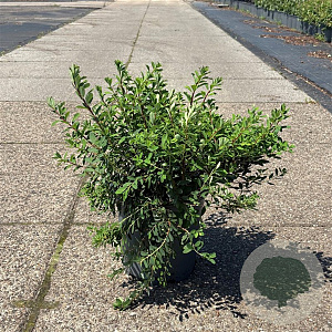 Spiraea nipp. 'Snowmound' 40-50 cm 6,5L