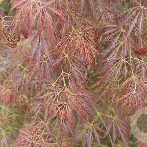 Acer pal. 'Dissectum Rubrifolium' 175-200 cm cont. 180L