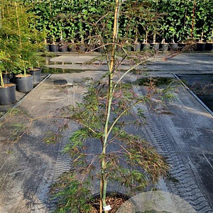 Acer pal. 'Garnet' 100-125 cm 20L