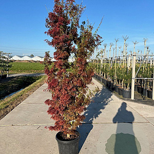 Acer pal. 'Jerre Schwartz' 125-150 cm 20L