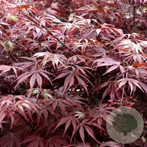 Acer pal. 'Sumi-nagashi' 200-250 cm cont. 80L