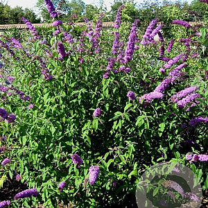 Buddleja d. 'African Queen' GM 2,0L leverbaar