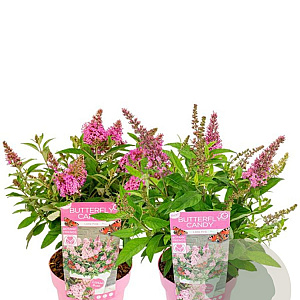 Buddleja d. B. Candy Little Pink GM 2,0L leverbaar