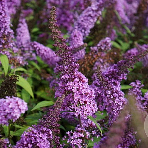Buddleja Free Petite Dark Pink GM 3,0L leverbaar