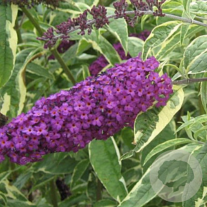 Buddleja d. 'Harlequin' GM 2,0L leverbaar