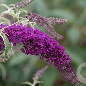 Buddleja d. 'Nanho Purple' GM 2,0L leverbaar