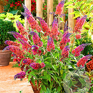 Buddleja weyer. 'Flower Power' GM 2,0L leverbaar