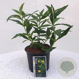 Buddleja globosa GM 7,5L leverbaar