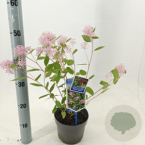 Ceanothus pallidus 'Marie Simon' 30-40 cm 2,0L