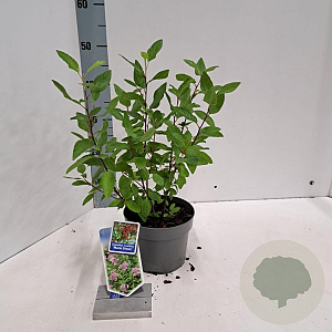 Ceanothus pallidus 'Marie Simon' 30-40 cm 2,0L