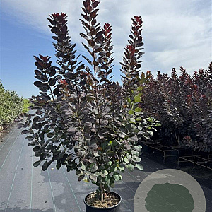 Cotinus cog. 'Royal Purple' 150-175 cm 20L