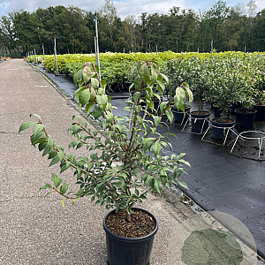 Euonymus alat. 'Compactus' 60-80 cm 10L