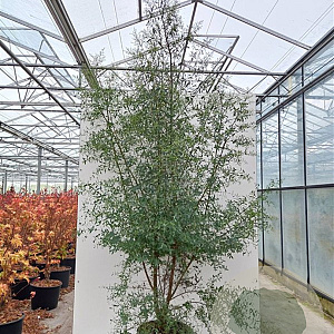 Eucalyptus gunnii France Blue 175-200 cm 20L