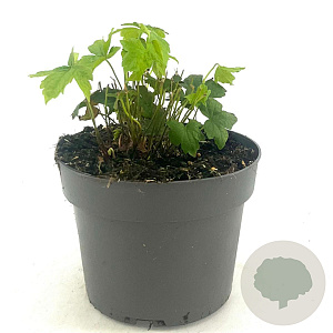 Geranium nodosum GM 2,0L