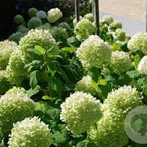 Hydrangea a. Strong Annabelle 80-100 cm 20L