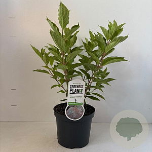 Hydrangea pan. 'Phantom' 50-60 cm 3,0L