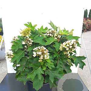 Hydrangea querc. 'Ruby Slippers' 60-80 cm 20L