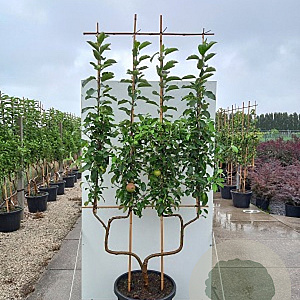 Malus d. 'Elstar' GM 50L dubbele u vorm