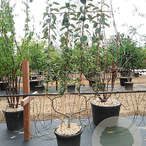 Malus d. 'Schone van Boskoop' GM 50L dubbele u vorm