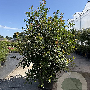 Photinia fraseri 'Red Robin' 175-200 cm 30L