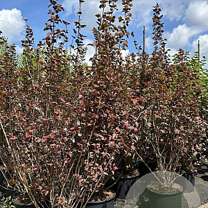 Physocarpus opulif. 'Diabolo' 175-200 cm 20L