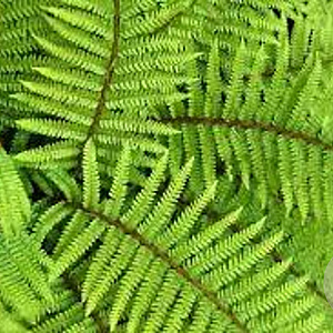 Polystichum polyblepharum GM c20