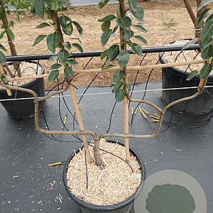 Pyrus c. 'Bon Chrétien Williams' GM 50L dubbele u vorm