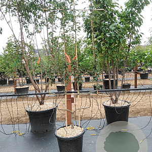 Pyrus c. 'Bon Chrétien Williams' GM 50L dubbele u vorm