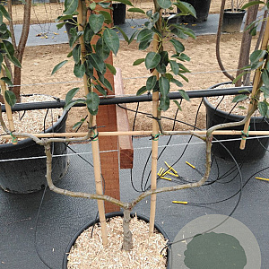Pyrus c. 'Bon Chrétien Williams' GM 50L dubbele u vorm