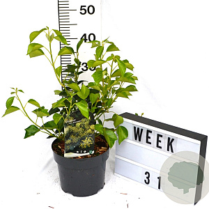 Hedera hel. 'Arborescens' 40-60 cm 3,0L