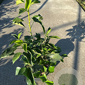 Hedera hel. 'Arborescens' 40-60 cm 3,0L