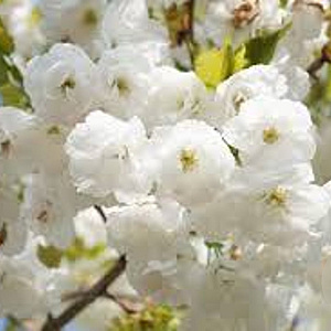 Prunus serrulata 'Shirotae' 20-25 HO draadkluit