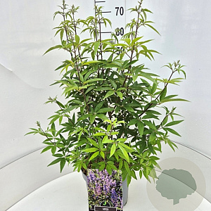 Vitex agnus-castus latifolia 60-80 cm 10L