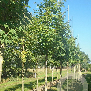 Acer cappadocicum 'Rubrum' 10-12 HO draadkluit