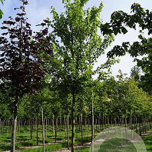 Acer freemanii 'Celzam' 16-18 HO draadkluit
