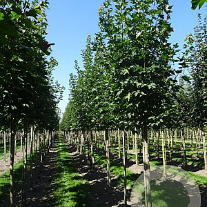 Acer plat. 'Emerald Queen' 35-40 HO draadkluit