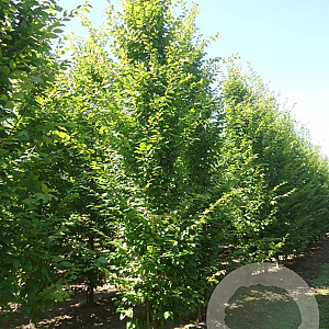 Carpinus bet. 'Frans Fontaine' 20-25 HO draadkluit