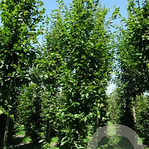 Carpinus bet. 'Frans Fontaine' 25-30 HO draadkluit geveerd