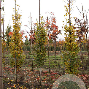 Carpinus bet. 'Lucas' 8-10 HO draadkluit geveerd