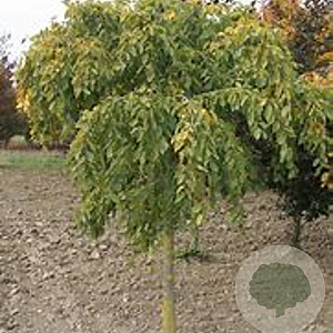 Carpinus bet. 'Pendula' 10-12 HO draadkluit