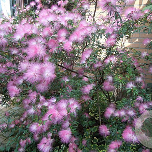 Calliandra surina. 'Dixie Pink' 10-12 HO 40L