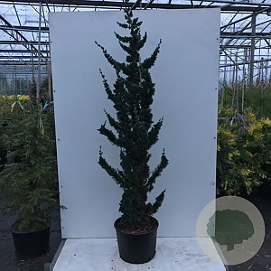 Chamaecyparis l. 'Wissel's Saguaro' 350-400 cm draadkluit solitair