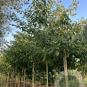 Cornus controversa 12-14 HO draadkluit