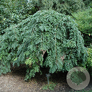 Gleditsia triac. 'Emerald Cascade' 12-14 HO draadkluit