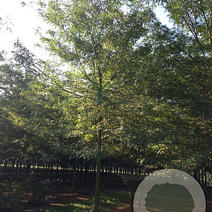 Gleditsia triac. 'Skyline' 18-20 HO draadkluit