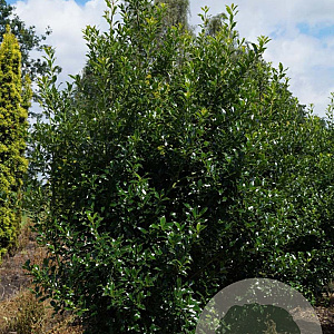 Ilex aq. 'Alaska' 200-250 cm draadkluit struik