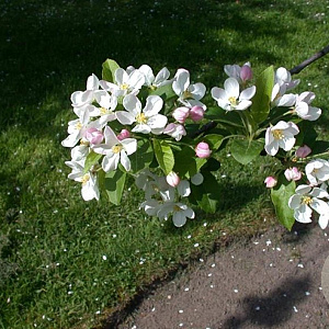 Malus 'Crittenden' 20-25 HO draadkluit