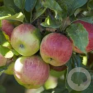 Malus d. CPRO Elstar 8-10 HA 15L