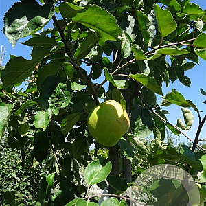 Malus d. 'Notarisappel' 12-14 HO draadkluit LEIVORM 200 cm stam